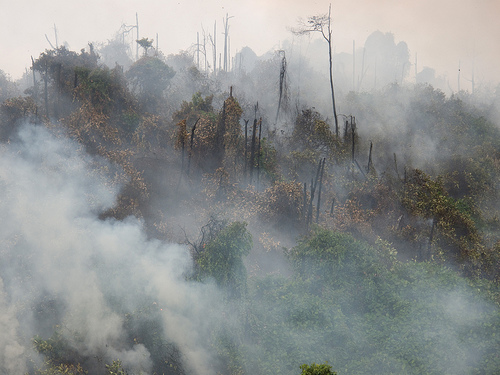 Bukit Batok forest fire
