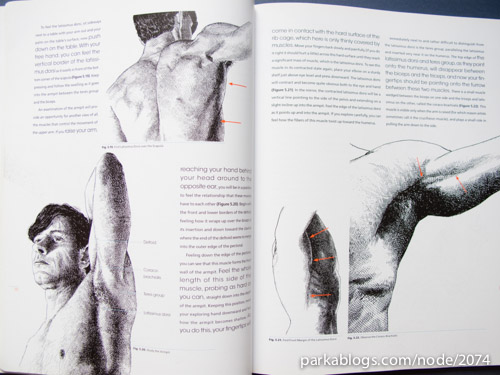 Anatomy for Artists: A New Approach to Discovering, Learning and Remembering the Body - 04