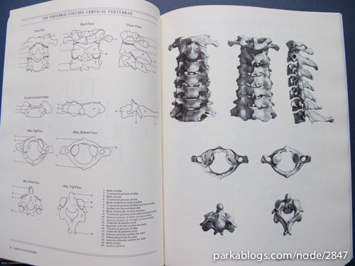 Albinus on Anatomy - 04