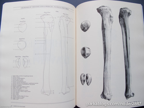 Albinus on Anatomy - 06