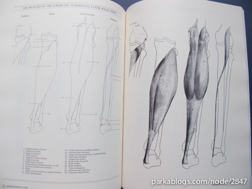 Albinus on Anatomy - 07