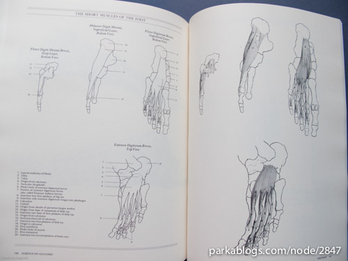 Albinus on Anatomy - 08