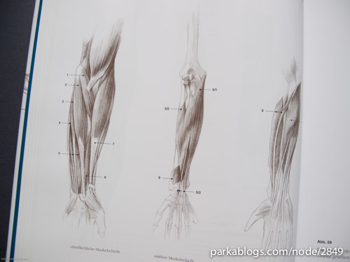 Anatomy Drawing School: Human, Animal, Comparative Anatomy - 06