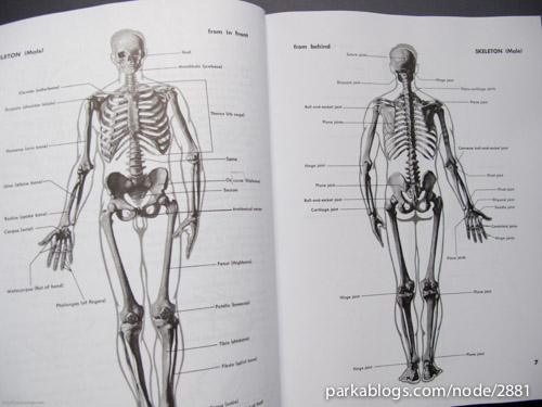 Atlas of Human Anatomy for the Artist - 02