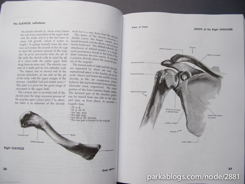 Atlas of Human Anatomy for the Artist - 04