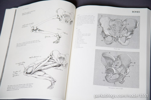 Anatomy: A Complete Guide for Artists - 07