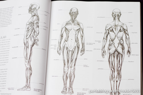 Anatomy for the Artist - 03