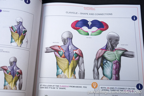 Anatomy for Sculptors: Understanding the Human Figure - 03