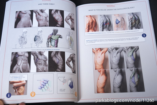 Anatomy for Sculptors: Understanding the Human Figure - 05