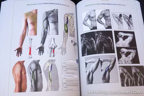 Anatomy for Sculptors: Understanding the Human Figure - 12