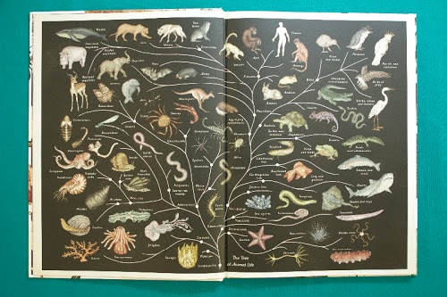 Animalium by Katie Scott & Jenny Broom