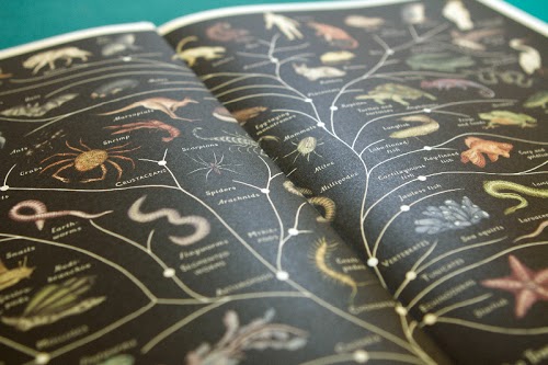 Animalium by Katie Scott & Jenny Broom