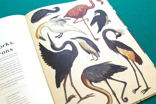 Animalium by Katie Scott & Jenny Broom