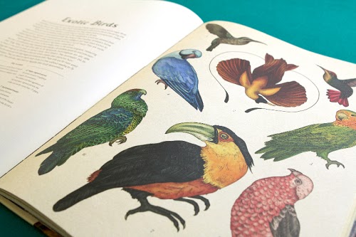 Animalium by Katie Scott & Jenny Broom