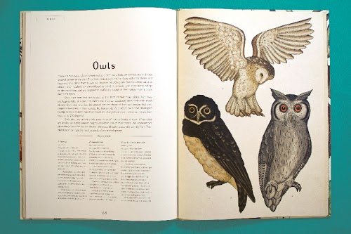 Animalium by Katie Scott & Jenny Broom