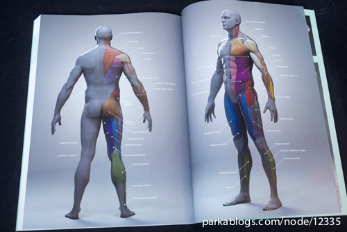 Anatomy for 3D Artists: The Essential Guide for CG Professionals - 14