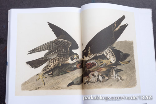 Audubon, On The Wings Of The World by Fabien Grolleau and Jérémie Royer - 15