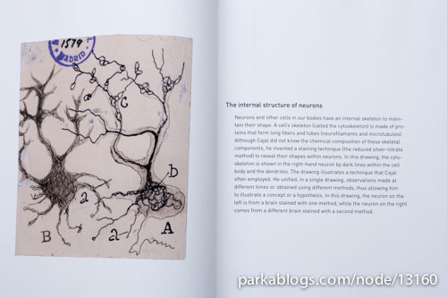 Beautiful Brain: The Drawings of Santiago Ramon y Cajal - 05
