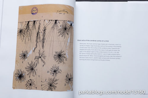 Beautiful Brain: The Drawings of Santiago Ramon y Cajal - 06