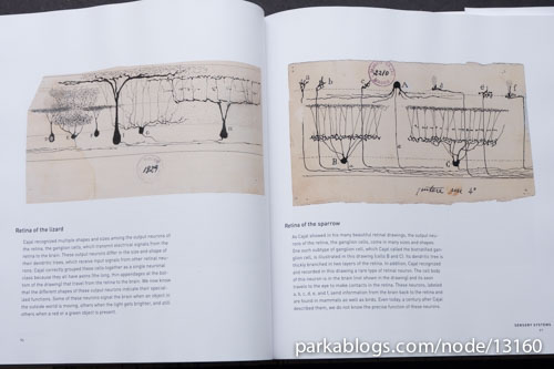 Beautiful Brain: The Drawings of Santiago Ramon y Cajal - 08