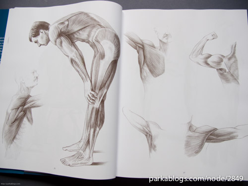 Anatomy Drawing School: Human, Animal, Comparative Anatomy - 03
