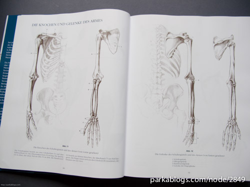 Anatomy Drawing School: Human, Animal, Comparative Anatomy - 04