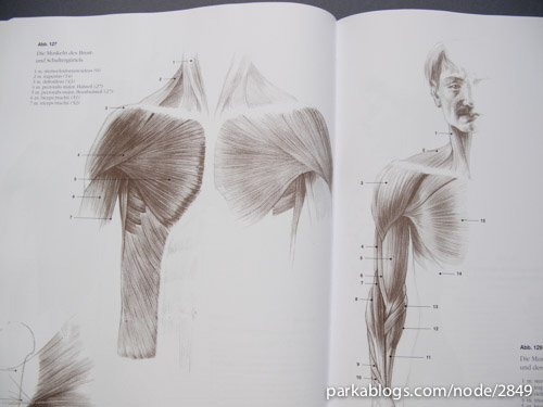 Anatomy Drawing School: Human, Animal, Comparative Anatomy - 07