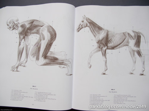 Anatomy Drawing School: Human, Animal, Comparative Anatomy - 08