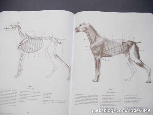 Anatomy Drawing School: Human, Animal, Comparative Anatomy - 09