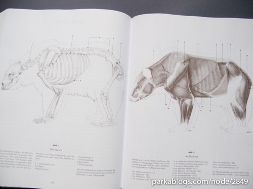 Anatomy Drawing School: Human, Animal, Comparative Anatomy - 10