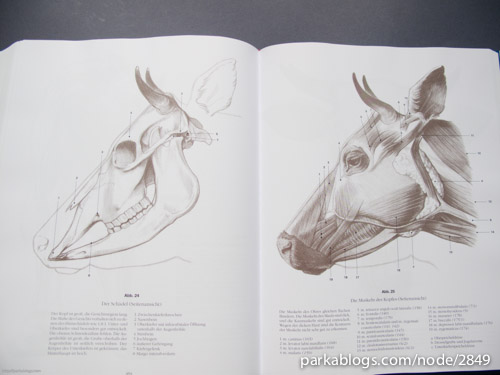 Anatomy Drawing School: Human, Animal, Comparative Anatomy - 11
