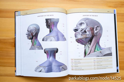 Form of the Head and Neck by Uldis Zarins - 10