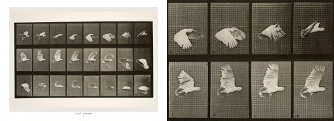 Eadweard Muybridge: The Complete Locomotion Photographs - 03
