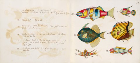 Tropical Fishes of the East Indies - 01