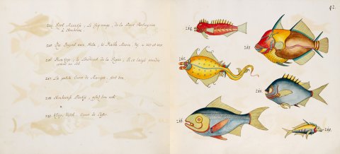 Tropical Fishes of the East Indies - 03