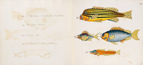 Tropical Fishes of the East Indies - 04