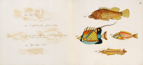 Tropical Fishes of the East Indies - 05