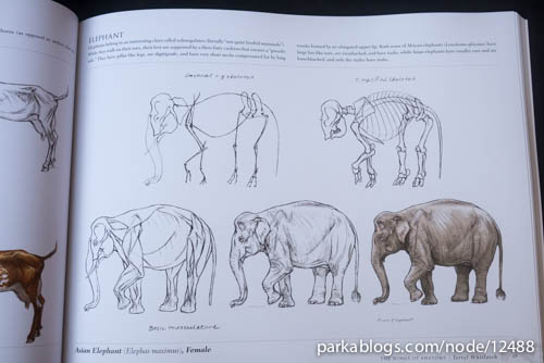 Science of Creature Design: Understanding animal anatomy - 06